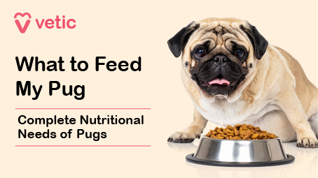 This image serves as a title visual for the pug nutrition guide. It features a cheerful pug with its tongue slightly out, sitting beside a bowl filled with dry dog food. The background is a soft beige tone, creating a warm and inviting aesthetic. In the top-left corner, there’s a logo with a heart-shaped icon followed by the brand name “vetic” in pink. The central text reads: “What to Feed My Pug Complete Nutritional Needs of Pugs” This image sets the tone for the blog or guide, signaling a comprehensive approach to pug nutrition across life stages. The pug’s happy expression and the clean layout make it emotionally engaging and visually clear for pet parents.