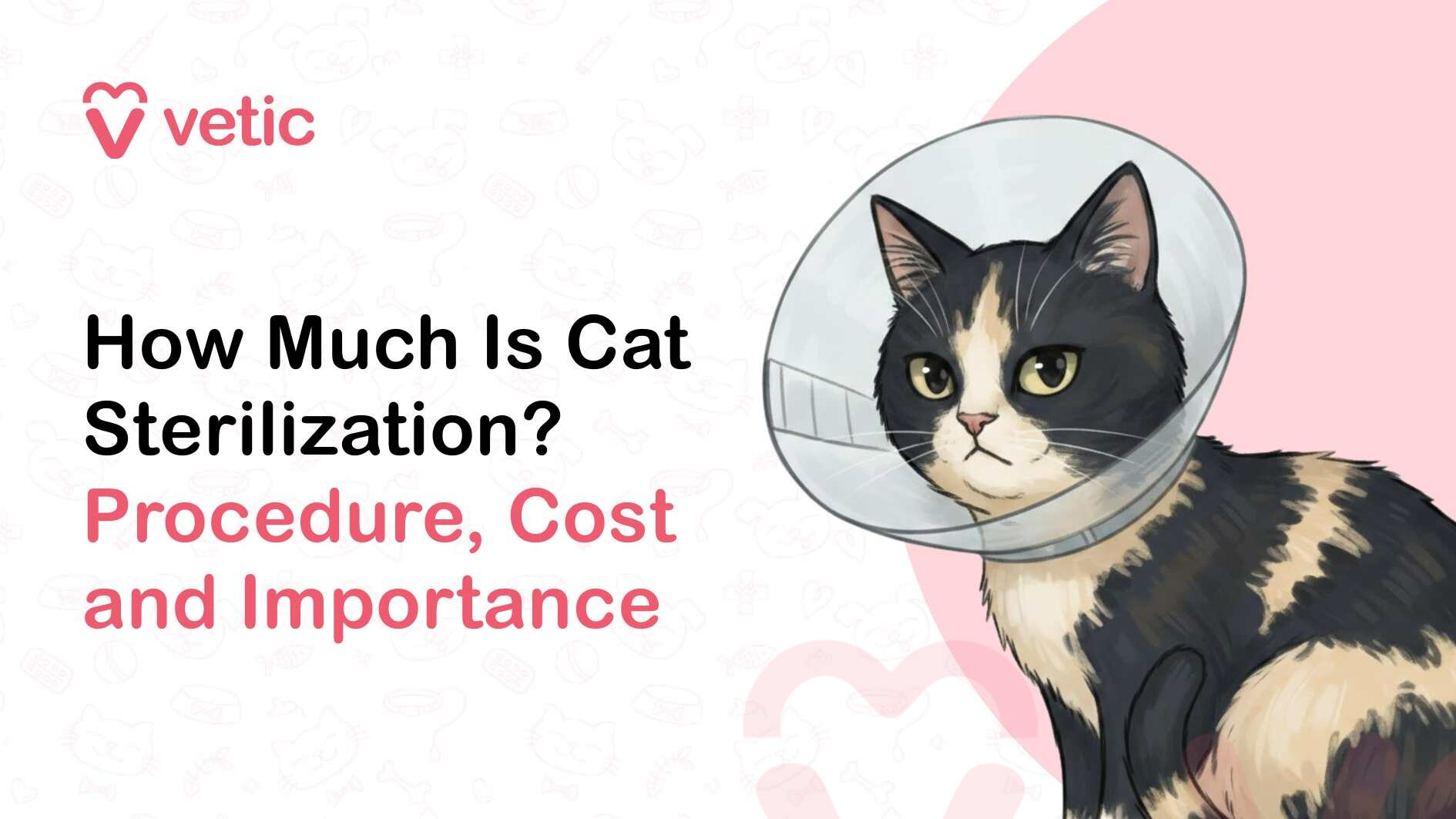 A veterinary educational banner from the Vetic brand featuring the pink heart-shaped “V” logo and the word “vetic” positioned in the top left corner. On the left side of the image, bold headline text reads “How Much Is Cat Sterilization?” in black, followed by a subheading in soft pink that states “Procedure, Cost and Importance,” indicating that the content explains how the sterilization process works, its pricing, and why it is important for a cat’s health and population control. On the right side of the banner, there is a detailed illustration of a black, cream, and light brown patched cat sitting upright and facing slightly toward the viewer. The cat has short fur, yellowish-green eyes, a pink nose, and long white whiskers. Around its neck is a transparent Elizabethan collar, commonly called a recovery cone, which is typically worn by pets after surgery to prevent them from licking or scratching the surgical area. The cone suggests that the cat has recently undergone a veterinary procedure such as sterilization. Behind the cat is a soft pink circular background that highlights the illustration and draws focus to the animal. The rest of the background is light and minimalistic, decorated with faint line-style pet-themed icons such as paw prints, pet bowls, bones, grooming tools, and veterinary symbols. The overall layout is clean, modern, and professional, designed as a veterinary blog banner introducing educational information about cat sterilization, including the procedure, associated costs, and its importance for responsible pet care.