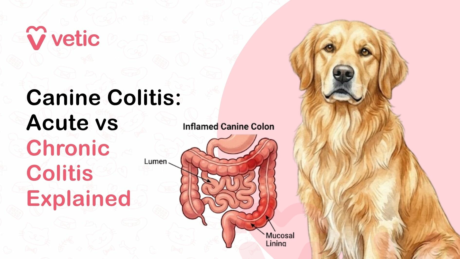 A professionally designed educational graphic focused on canine colitis, explaining the difference between acute and chronic colitis in dogs in a clear and visually engaging format. The image uses a modern, minimalistic layout with a soft pastel color palette, making it easy to understand while maintaining a professional tone suitable for veterinary education and pet care awareness. In the top left corner, the branding ‘Vetic’ is prominently displayed along with a heart-shaped logo, symbolizing compassion, trust, and expert veterinary care. This branding indicates that the information is provided by a reliable pet healthcare platform dedicated to educating dog owners about digestive health issues and medical conditions affecting dogs. The main headline on the left side of the image reads ‘Canine Colitis: Acute vs Chronic Colitis Explained.’ The typography is structured to highlight important keywords, with ‘Canine Colitis’ and ‘Acute vs’ in bold black font, while ‘Chronic Colitis Explained’ is presented in a soft pink color. This visual contrast emphasizes key SEO terms such as ‘canine colitis,’ ‘acute colitis in dogs,’ and ‘chronic colitis,’ making the content highly relevant for search queries related to dog digestive disorders and gastrointestinal health. On the right side of the image, there is a detailed illustration of a golden-colored dog resembling a Golden Retriever. The dog has a calm but slightly serious expression, with soft, long fur and a well-groomed appearance. Its posture is upright and attentive, suggesting that it represents a typical pet dog that could be affected by colitis. The realistic illustration helps viewers connect emotionally with the subject and understand that digestive issues can occur in common household pets. Next to the dog, there is a medical diagram of the canine digestive system, specifically highlighting the colon. The diagram is labeled with terms such as ‘Inflamed Canine Colon,’ ‘Lumen,’ and ‘Mucosal Lining,’ providing a clear visual explanation of the affected area. The colon is illustrated with red and inflamed sections, indicating irritation and swelling, which are characteristic features of colitis. This visual representation helps simplify a complex medical concept and makes it easier for pet owners to understand what happens inside a dog’s body during colitis. The inclusion of the anatomical diagram adds educational value to the graphic, making it suitable for veterinary blogs, pet health guides, and informational content aimed at explaining symptoms, causes, and treatment options for colitis in dogs. It helps viewers differentiate between acute colitis, which is sudden and short-term, and chronic colitis, which is long-lasting and may require ongoing management. The background of the image features subtle pet-themed doodles such as paw prints, dog icons, bones, and veterinary symbols. These elements are light and unobtrusive, ensuring that the main focus remains on the text, the dog illustration, and the digestive system diagram. A soft pink circular backdrop behind the dog adds visual depth and balance, enhancing the overall composition. This image is highly relevant for blog posts, articles, and educational content related to canine digestive health, gastrointestinal disorders in dogs, and veterinary care. It is particularly useful for dog owners who are searching for information about symptoms such as diarrhea, mucus in stool, abdominal discomfort, and changes in bowel habits, which are commonly associated with colitis. From an SEO perspective, the image incorporates high-value keywords such as ‘canine colitis,’ ‘acute vs chronic colitis in dogs,’ ‘dog digestive issues,’ ‘inflamed colon in dogs,’ and ‘colitis symptoms in dogs.’ These keywords are naturally embedded within the context, improving search engine visibility and helping the content rank for relevant queries. The image enhances on-page SEO by increasing user engagement, improving dwell time, and providing a clear visual explanation of the topic. The tone of the graphic is educational, informative, and reassuring, aiming to help pet owners understand a potentially concerning condition without causing unnecessary alarm. It encourages awareness, early detection, and consultation with a veterinarian for proper diagnosis and treatment. In summary, this image effectively communicates the concept of canine colitis and the difference between acute and chronic conditions through a visually engaging and SEO-friendly design. It combines clear typography, realistic animal illustration, and an informative medical diagram to create a valuable resource for pet owners and veterinary professionals. The focus on digestive health and medical education makes it an essential asset for pet care websites, blogs, and online platforms dedicated to improving animal health awareness.