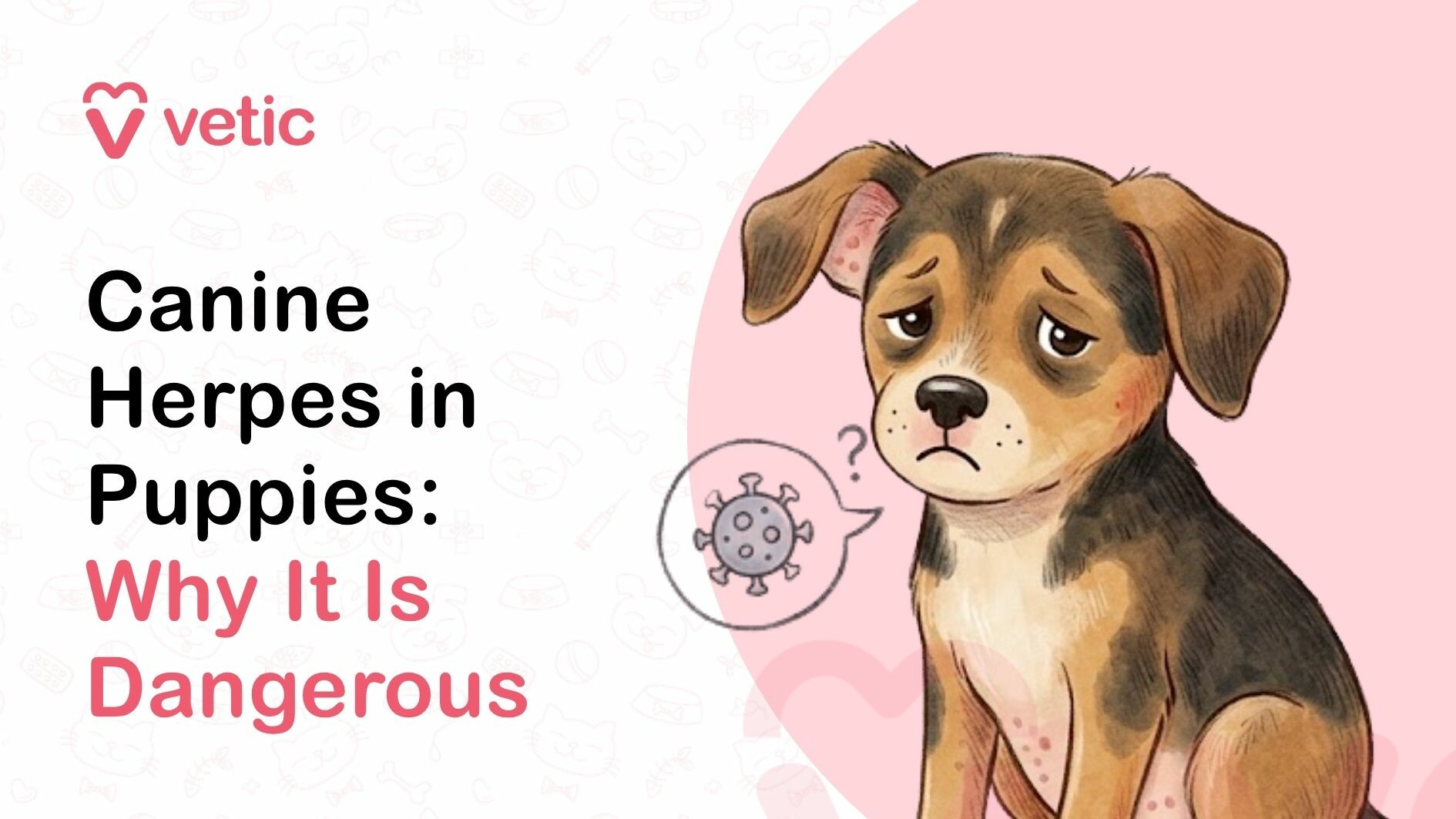 A professionally designed educational graphic focused on canine herpes in puppies, explaining why this viral infection is dangerous and highlighting the risks associated with it. The image uses a clean, modern layout with a soft pastel color palette that creates a visually appealing yet serious tone, making it suitable for veterinary awareness content and pet care education. In the top left corner, the branding ‘Vetic’ is displayed alongside a heart-shaped logo, symbolizing compassion, trust, and professional veterinary expertise. This branding suggests that the content is created by a reliable pet healthcare provider dedicated to educating dog owners about critical health issues affecting puppies, especially infectious diseases that can be life-threatening. The main headline on the left side of the image reads ‘Canine Herpes in Puppies: Why It Is Dangerous.’ The typography is structured to emphasize clarity and readability, with ‘Canine Herpes in Puppies’ in bold black font and ‘Why It Is Dangerous’ highlighted in a soft pink color. This visual hierarchy draws attention to key SEO keywords such as ‘canine herpes,’ ‘puppies,’ and ‘dangerous virus,’ aligning with common search queries related to puppy health, viral infections, and early disease risks. On the right side of the image, there is a detailed illustration of a small puppy with brown, black, and tan fur. The puppy has a visibly sad and weak expression, with droopy eyes and slightly lowered ears, conveying discomfort or illness. The posture of the puppy appears subdued and low-energy, which subtly represents symptoms such as lethargy and weakness that are commonly associated with canine herpesvirus infections in young puppies. Near the puppy, there is a small visual element resembling a virus icon, enclosed in a speech bubble or thought bubble. This symbol represents the presence of a viral infection and helps visually communicate that the illness affecting the puppy is caused by a virus. The inclusion of a question mark next to the virus icon suggests confusion or concern, reinforcing the educational purpose of the graphic and encouraging pet owners to learn more about the condition. The background of the image is light and minimalistic, featuring faint pet-themed doodles such as paw prints, dog icons, bones, and veterinary symbols. These elements are subtle and do not distract from the main content but help reinforce the overall theme of pet health and veterinary care. A soft pink circular backdrop behind the puppy adds depth and draws attention to the subject, creating a balanced and aesthetically pleasing composition. This image is highly relevant for blog posts, veterinary guides, and educational content related to puppy health, canine herpesvirus (CHV), and infectious diseases in dogs. It is particularly useful for dog owners, breeders, and pet care professionals who want to understand the risks associated with canine herpes in puppies, especially in newborns and very young dogs where the virus can be fatal. From an SEO perspective, the image incorporates high-value keywords such as ‘canine herpes in puppies,’ ‘puppy viral infection,’ ‘canine herpesvirus symptoms,’ ‘why canine herpes is dangerous,’ and ‘puppy health risks.’ These keywords are naturally embedded within the context, improving search engine visibility and helping the content rank for relevant queries. The image enhances on-page SEO by increasing user engagement, supporting written content, and providing a clear visual representation of the topic. The tone of the graphic is educational, serious, and slightly cautionary, aiming to raise awareness about the dangers of canine herpesvirus without causing panic. It emphasizes the importance of early detection, proper hygiene, controlled breeding environments, and veterinary consultation. The emotional expression of the puppy helps create empathy and encourages pet owners to take preventive measures to protect their pets. In summary, this image effectively communicates the risks associated with canine herpes in puppies through a visually engaging and SEO-friendly design. It combines strong branding, clear typography, and a meaningful illustration to create an informative resource for pet owners. The focus on the dangers of the virus and the vulnerable nature of puppies makes it a valuable asset for veterinary websites, pet care blogs, and educational platforms aiming to spread awareness about infectious diseases and responsible pet care.