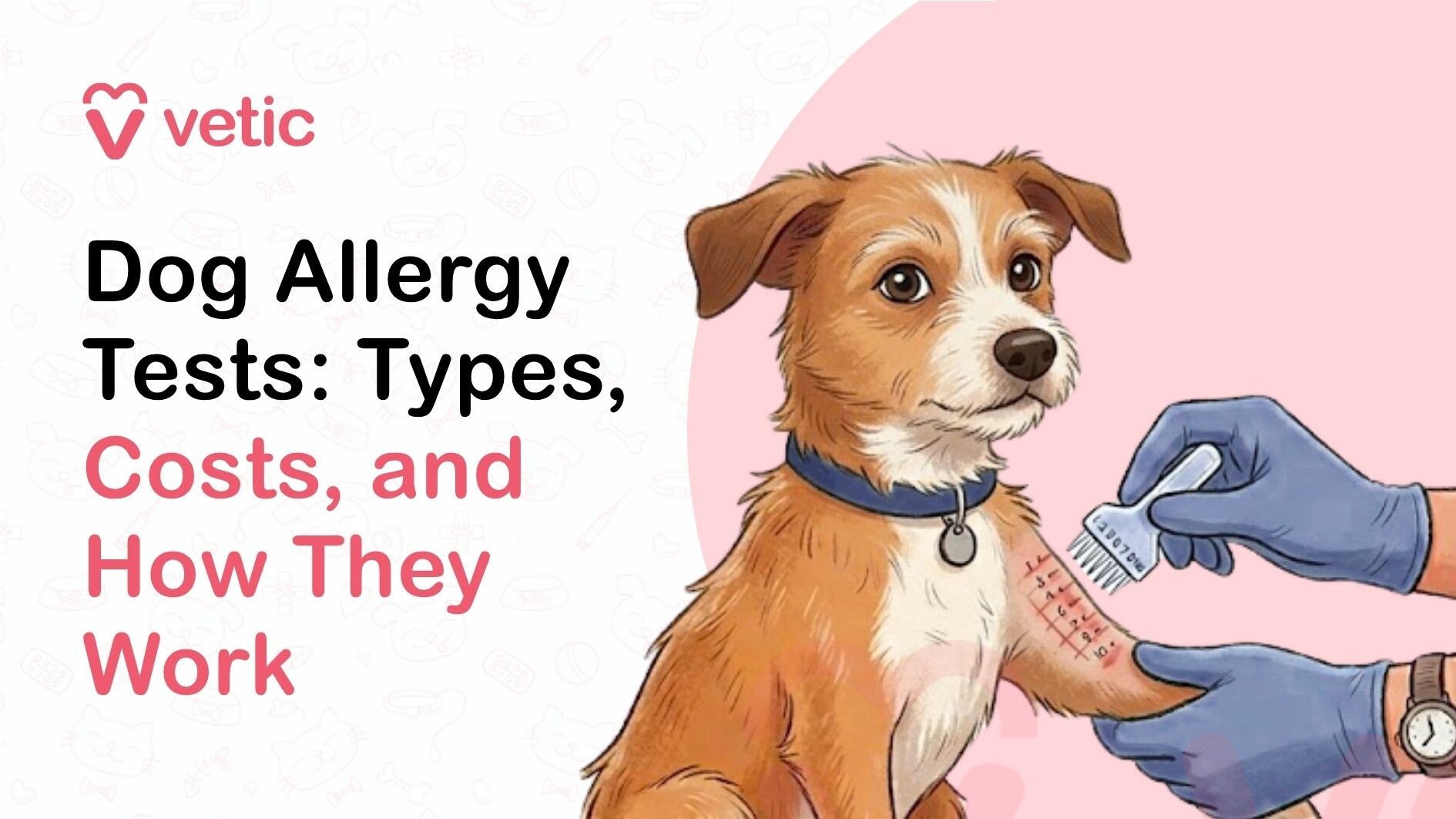 Wide-format veterinary educational banner created by Vetic focusing on dog allergy testing, designed with a clean, modern, and professional layout. The background is a soft off-white tone featuring faint, repeating line-art illustrations of pet-related and veterinary-themed icons such as paw prints, bones, collars, grooming tools, syringes, food bowls, and medical symbols, creating a subtle and cohesive animal healthcare backdrop. In the top left corner, the Vetic brand logo is prominently displayed, consisting of a stylized heart-shaped “V” icon in soft pink followed by the lowercase word “vetic” in a matching pink sans-serif font, reinforcing brand identity. Below the logo, bold, left-aligned headline text in a large, clean sans-serif font reads “Dog Allergy Tests: Types, Costs, and How They Work.” The phrase “Dog Allergy Tests: Types,” appears in solid black, while “Costs, and How They Work” is highlighted in soft pink, creating a clear visual hierarchy and drawing attention to the informational scope of the content. The typography is highly legible and structured for quick understanding and SEO relevance. On the right side of the composition, there is a detailed, realistic illustration of a small to medium-sized dog sitting upright and facing slightly toward the left. The dog has a warm brown and white coat with a soft, slightly fluffy texture, including a white muzzle, chest, and underbelly, and light brown fur across the head and body. The ears are semi-floppy and slightly perked, and the dog’s eyes are large, round, and expressive, giving a calm yet attentive appearance. The dog is wearing a blue collar with a small metallic tag, indicating it is a pet. A key visual element is the demonstration of an intradermal allergy test being performed on the dog’s front leg. The fur on the leg is shown as shaved or cleared, revealing a grid-like pattern of small marked test sites arranged in neat rows. Each mark represents a different allergen being tested. A human hand wearing blue medical gloves is holding the dog’s leg steady, while another gloved hand holds a small testing device or applicator tool positioned near the marked area, suggesting the administration or evaluation of allergy test reactions. The setup visually represents a controlled clinical environment. Behind the dog, a large soft pink circular background element frames the subject and helps draw focus to the testing procedure, maintaining balance with the text on the left side. The composition is structured to guide the viewer’s eye from the headline to the practical demonstration of the testing method. The overall color palette consists of white, black, soft pink, blue, and natural dog tones, creating a clean, professional, and approachable veterinary aesthetic. This image is intended to educate pet owners about dog allergy testing, including different types such as intradermal skin testing and blood tests, the associated costs, and how these tests work to identify environmental or food allergens. It highlights the process of identifying triggers for allergic reactions in dogs and emphasizes the importance of accurate diagnosis and veterinary guidance for effective allergy management and treatment.