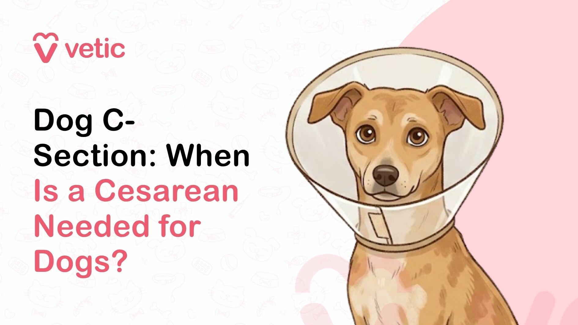 This image is a clean, professionally designed veterinary-themed illustration featuring a soft pastel color palette and a minimal, modern layout. On the left side, the branding “Vetic” appears at the top, accompanied by a simple heart-shaped logo in a pink tone, representing a pet care or veterinary service brand. The background behind the text is a light off-white shade with faint, subtle line icons of pets and veterinary-related symbols such as paw prints, bones, and medical crosses, creating a gentle and informative aesthetic. Below the logo, bold and highly readable text is displayed in a structured format. The headline reads: “Dog C-Section: When Is a Cesarean Needed for Dogs?” The typography uses a combination of black and pink colors to emphasize key phrases. “Dog C-Section” appears in strong black font, while “When Is a Cesarean Needed for Dogs?” is highlighted in a contrasting pink tone, making it visually engaging and easy to scan. The font style is modern, sans-serif, and optimized for digital readability, suggesting that the image is intended for blog content, educational material, or social media posts related to pet health. On the right side of the image, there is a detailed illustration of a dog. The dog appears to be a medium-sized, light brown or tan-colored canine with soft fur and expressive eyes. The dog is facing forward, looking directly at the viewer with a calm yet slightly concerned expression. Its eyes are large, round, and warm-toned, conveying a sense of vulnerability and care, which aligns with the medical theme of the image. The dog is wearing an Elizabethan collar, commonly known as a recovery cone or “E-collar.” The cone is transparent with a slightly reflective surface, encircling the dog’s neck and extending outward to prevent the dog from licking or biting surgical wounds. The presence of this cone strongly indicates that the dog has undergone or is recovering from a surgical procedure, such as a cesarean section. The collar is secured around the neck and fits snugly, reinforcing the medical and post-operative care context. The dog’s posture is upright and composed, suggesting stability and recovery rather than distress. Its ears are slightly relaxed, and its facial features are soft, which helps communicate reassurance rather than fear. The illustration style is semi-realistic, with smooth shading and clean outlines, making it appealing for both educational and marketing purposes. The background behind the dog transitions into a soft pink curved shape, creating a visual separation between the text and the illustration. This design element adds depth and balance to the composition while maintaining a cohesive color scheme that aligns with the brand identity. Overall, the image conveys an educational message about veterinary care, specifically focusing on cesarean sections in dogs. It visually communicates the concept of surgical intervention and recovery through the use of the cone-wearing dog, while the text provides a clear informational headline. The design is clean, approachable, and informative, making it suitable for pet owners seeking guidance on when a C-section might be necessary for their dog. The image is likely intended for use in blog articles, veterinary websites, pet care guides, or social media posts aimed at educating dog owners about pregnancy complications, safe delivery practices, and post-surgical care. It emphasizes both awareness and reassurance, showing that while surgical procedures like cesarean sections can be serious, proper veterinary care ensures the safety and recovery of the pet.