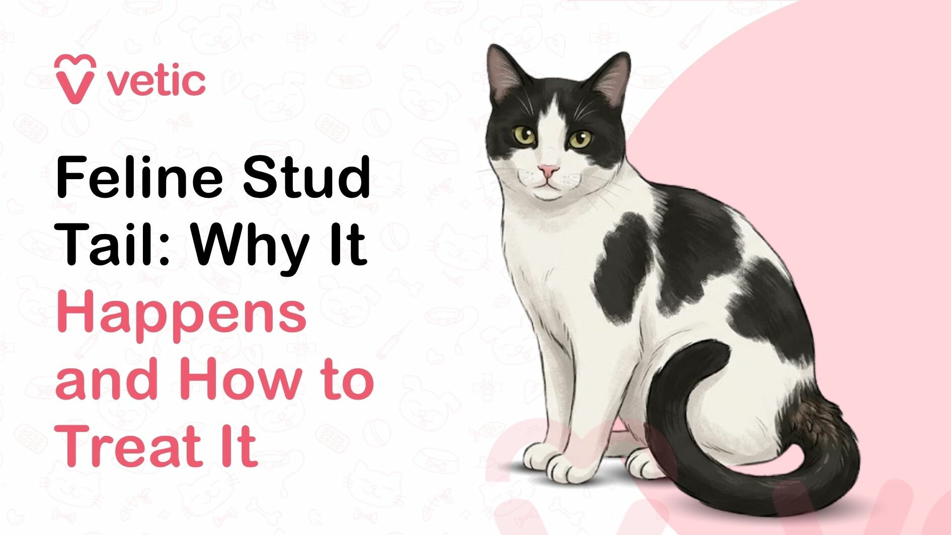 This image is a veterinary-themed educational graphic featuring a black and white domestic cat sitting in a calm and composed posture, designed to illustrate the condition commonly known as feline stud tail. The cat is positioned on the right side of the image against a soft, clean background that blends white and light pink tones, creating a visually appealing and professional healthcare-style layout. The cat has short fur with a distinct black and white coat pattern, alert ears, and bright, attentive eyes, giving it a healthy yet slightly serious appearance that aligns with the informative nature of the graphic. The cat’s tail is prominently visible and slightly curled around its body, drawing attention to the tail base area, which is typically associated with stud tail symptoms in male cats. Although the condition itself is not graphically exaggerated, the positioning and focus subtly emphasize the area where excess oil buildup, hair loss, blackheads, or greasy fur may occur. This makes the illustration both educational and visually clean, suitable for pet owners who are researching feline skin conditions, grooming issues, or hormonal disorders in cats. On the left side of the image, there is bold and clear text that reads “Feline Stud Tail: Why It Happens and How to Treat It.” The typography is modern and easy to read, with a combination of black and pink font colors to highlight key parts of the message. The phrase “Why It Happens and How to Treat It” is styled in a contrasting pink color, helping it stand out and signaling that the content focuses not only on identifying the condition but also on understanding its causes and treatment options. This layout is commonly used in veterinary blogs, pet health websites, and educational resources aimed at cat owners seeking reliable information. At the top left corner of the image, there is branding that reads “Vetic,” accompanied by a simple heart-shaped logo. This indicates that the graphic is part of a professional veterinary or pet healthcare brand, reinforcing trust and credibility. The overall design follows a minimalistic and modern aesthetic, with subtle background patterns featuring faint pet-related icons such as paw prints, bones, and pet care symbols, which add texture without distracting from the main subject. Feline stud tail, also known as tail gland hyperplasia, is a condition primarily seen in male cats, especially those that are unneutered, although it can also occur in neutered males and, less commonly, in female cats. The condition is caused by overactive sebaceous glands located at the base of the tail, leading to excessive oil production. This buildup of oil can result in greasy or waxy fur, clogged pores, blackheads, unpleasant odor, and in some cases, secondary bacterial infections or inflammation. The image is designed to visually support this information by focusing on the tail region while maintaining a clean and non-disturbing representation. This type of visual content is commonly used in search engine optimized (SEO) articles targeting keywords such as “feline stud tail treatment,” “causes of oily tail in cats,” “why does my cat have greasy fur near tail,” “cat tail gland problem,” and “how to treat stud tail in cats at home.” The graphic serves as a featured image or thumbnail for blog posts, helping attract clicks while clearly communicating the topic to users browsing online. It is particularly useful for pet owners who may not be familiar with the term “stud tail” but are searching for symptoms like greasy fur, hair loss near the tail, or skin issues in cats. The educational purpose of the image is to inform cat owners about both the causes and treatment options for feline stud tail. Treatment may include improved grooming, regular cleaning of the affected area, use of veterinary-approved shampoos, and in some cases, medical intervention such as antibiotics or hormonal management. Neutering is often recommended for intact male cats, as it can significantly reduce the activity of sebaceous glands and prevent recurrence of the condition. While these treatment details are not visually shown, the text in the image indicates that the associated content will cover these aspects in detail. Overall, this image functions as a high-quality veterinary infographic designed to educate pet owners about feline stud tail in a clear, approachable, and visually appealing manner. It combines a realistic yet friendly illustration of a cat with concise, informative text and professional branding, making it ideal for use in pet health blogs, veterinary websites, social media posts, and online educational materials focused on cat care, grooming, and skin health issues.