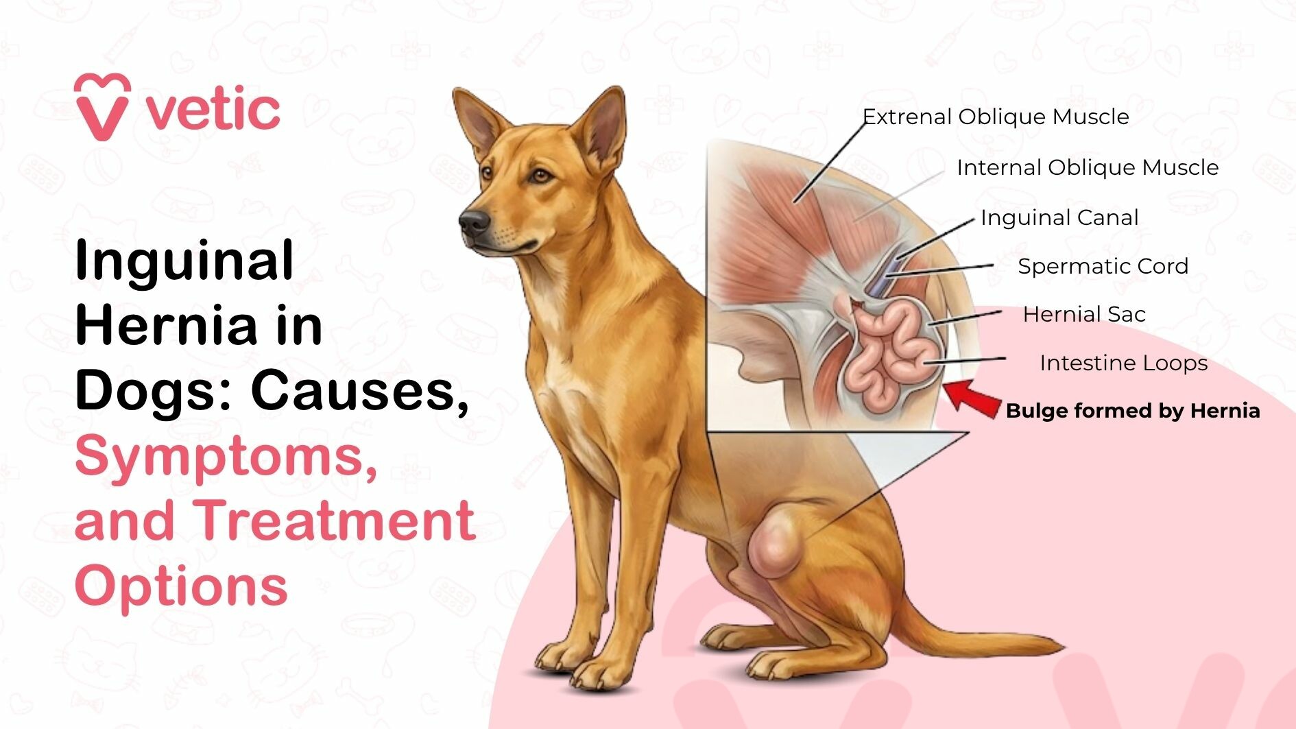 Wide-format veterinary educational banner created by Vetic focusing on inguinal hernia in dogs, presented in a clean, modern, and professional layout. The background is a soft off-white color with faint, repeating line-art illustrations of pet-related and veterinary-themed icons such as paw prints, bones, collars, syringes, grooming tools, and food bowls, creating a subtle healthcare-themed backdrop without distracting from the main content. In the top left corner, the Vetic brand logo is prominently displayed, consisting of a stylized heart-shaped “V” icon in soft pink followed by the lowercase word “vetic” in a matching pink sans-serif font, reinforcing brand identity. Below the logo, bold, left-aligned headline text in a large sans-serif font reads “Inguinal Hernia in Dogs: Causes, Symptoms, and Treatment Options.” The words “Inguinal Hernia in Dogs: Causes,” appear in solid black, while “Symptoms, and Treatment Options” are highlighted in soft pink, creating a clear visual hierarchy and emphasizing the informational scope of the graphic. The typography is clean and easy to read, designed for quick understanding and SEO relevance. On the right side of the composition, a detailed, realistic illustration of a medium-sized dog is shown sitting upright in a neutral posture, facing slightly toward the left. The dog has a short coat with a warm tan or light brown color, with subtle shading that adds depth and realism. The ears are upright and pointed, and the dog’s expression appears calm and attentive. A key visual detail is a noticeable rounded swelling located in the groin region near the hind leg, representing an inguinal hernia. The bulge is clearly defined and slightly protruding, helping viewers identify the external symptom of the condition. Adjacent to the dog is a medical-style anatomical cutaway diagram illustrating the internal structures involved in an inguinal hernia. The diagram shows layered muscle structures labeled “External Oblique Muscle” and “Internal Oblique Muscle,” along with the “Inguinal Canal.” Within this canal, the “Spermatic Cord” is identified, and a protruding “Hernial Sac” containing “Intestine Loops” is shown pushing outward through the weakened abdominal wall. A red arrow points to the area labeled “Bulge formed by Hernia,” clearly connecting the internal anatomical issue with the external swelling visible on the dog. Behind the dog and diagram, a large soft pink circular background element helps frame the subject and draw attention to the illustration, maintaining visual balance with the text on the left. The overall color palette includes white, black, soft pink, and natural dog tones, creating a cohesive and professional veterinary aesthetic. The composition is designed to guide the viewer’s eye from the headline to the visual explanation of the condition, making it highly effective for educational purposes. This image aims to inform pet owners about inguinal hernia in dogs, a condition where abdominal contents such as intestines protrude through a weakened area in the abdominal wall near the groin, leading to a visible bulge. It highlights key aspects including causes, symptoms, and treatment options, while encouraging early diagnosis and veterinary intervention to prevent complications such as pain, obstruction, or strangulation of tissues.