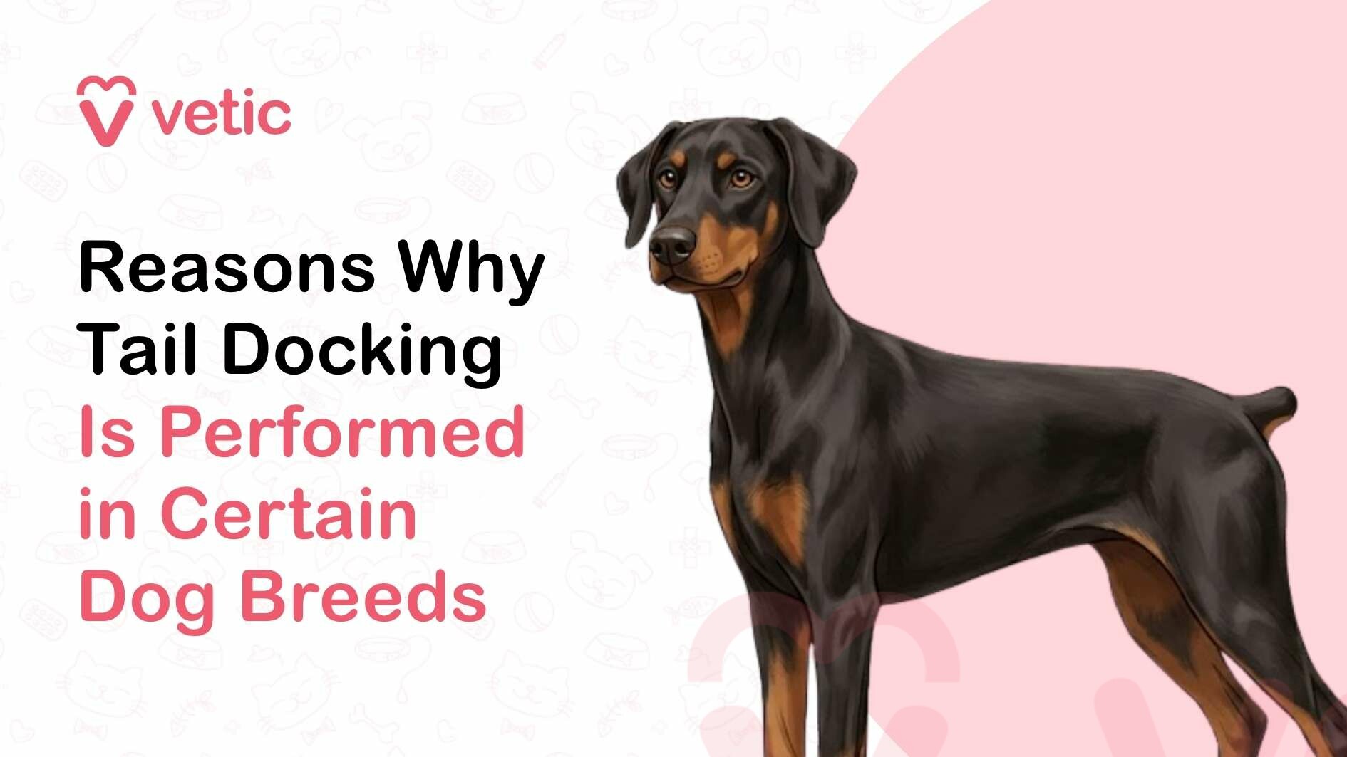 A professionally designed educational graphic focused on explaining the reasons why tail docking is performed in certain dog breeds, presented in a clean and visually engaging format suitable for pet care blogs, veterinary websites, and animal welfare discussions. The image uses a soft pastel color palette and a minimalistic layout to ensure readability while maintaining a professional and informative tone. In the top left corner, the branding ‘Vetic’ is prominently displayed alongside a heart-shaped logo, symbolizing compassion, trust, and expert veterinary care. This branding suggests that the content is created by a reliable pet healthcare provider dedicated to educating dog owners about important procedures, breed-specific practices, and ethical considerations in animal care. The main headline on the left side of the image reads ‘Reasons Why Tail Docking Is Performed in Certain Dog Breeds.’ The typography is structured with a clear hierarchy, where ‘Reasons Why Tail Docking’ is displayed in bold black font for emphasis, and ‘Is Performed in Certain Dog Breeds’ is highlighted in a soft pink color. This design approach enhances readability and draws attention to key SEO keywords such as ‘tail docking,’ ‘dog breeds,’ and ‘reasons for tail docking,’ aligning with common search queries related to canine grooming practices, veterinary procedures, and breed standards. On the right side of the image, there is a detailed illustration of a sleek, muscular dog that resembles a Doberman Pinscher. The dog has a black and tan coat with a glossy finish, a well-defined physique, and an alert yet calm posture. The dog’s tail appears shortened, indicating that it has undergone tail docking. Its ears are natural and not cropped, and its stance is confident, with all four legs firmly on the ground, suggesting strength and breed characteristics. The dog’s expression is neutral and attentive, with focused eyes and a composed demeanor. This representation emphasizes the breed-specific context of tail docking, as certain breeds like Dobermans, Boxers, and Rottweilers have historically undergone this procedure for various reasons. The illustration is clean and realistic, helping viewers easily identify the subject and understand the topic being discussed. The background of the image is light and uncluttered, featuring faint pet-themed doodles such as paw prints, dog icons, bones, and veterinary symbols. These elements are subtle and do not distract from the main subject but help reinforce the overall theme of pet care and animal health. A soft pink circular backdrop behind the dog adds visual depth and balance, drawing attention to the illustration and creating a harmonious composition. This image is highly relevant for blog posts, articles, and educational content related to tail docking, dog grooming practices, veterinary procedures, and animal welfare debates. It is particularly useful for pet owners, breeders, and dog enthusiasts who want to understand why tail docking has been historically performed in certain breeds. Common reasons include preventing injuries in working dogs, maintaining breed standards, and historical practices in hunting or guarding roles. From an SEO perspective, the image incorporates high-value keywords such as ‘tail docking in dogs,’ ‘why tail docking is done,’ ‘dog breeds with docked tails,’ ‘Doberman tail docking,’ and ‘canine grooming practices.’ These keywords are naturally embedded within the context, improving search engine visibility and helping the content rank for relevant queries. The image enhances on-page SEO by increasing user engagement, supporting written content, and providing a clear visual representation of the topic. The tone of the graphic is educational and informative, with a neutral approach to a topic that can be controversial. It aims to provide factual information rather than promoting or discouraging the practice, allowing viewers to form their own opinions based on accurate knowledge. This balanced approach makes the content suitable for a wide audience, including pet owners, veterinarians, and animal welfare advocates. In summary, this image effectively communicates the reasons behind tail docking in certain dog breeds through a visually engaging and SEO-friendly design. It combines strong branding, clear typography, and a realistic illustration to create an informative resource. The focus on breed-specific practices and historical context makes it a valuable asset for pet care blogs, veterinary platforms, and educational websites aiming to provide accurate and well-structured information about canine procedures and care practices.
