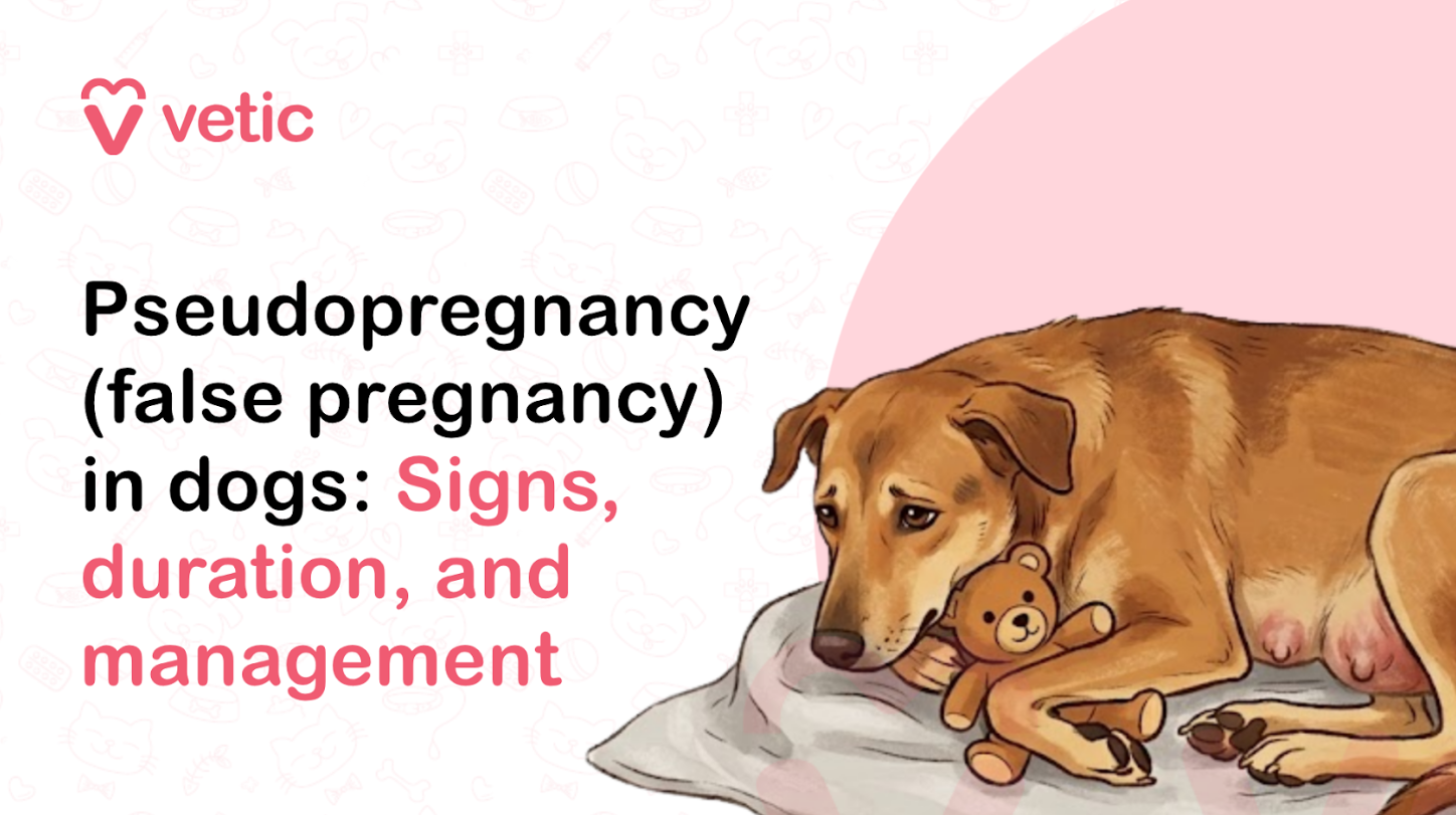 A professionally designed veterinary educational banner created for the Vetic pet care brand featuring an illustration about pseudopregnancy, also known as false pregnancy, in dogs. The image uses a clean pastel infographic style with soft pink and cream tones, designed for pet health education, veterinary awareness campaigns, dog wellness articles, and online pet care resources. The background is a light off-white shade decorated with faint pet-themed line art including paw prints, bones, fish skeletons, pet bowls, collars, hearts, and veterinary symbols that create subtle texture while maintaining a modern minimalist appearance. At the upper-left corner is the pink Vetic logo, consisting of a heart-shaped “V” icon and the lowercase word “vetic” in rounded sans-serif typography. The branding emphasizes veterinary care, pet wellness, and compassionate animal healthcare. The logo’s soft pink color matches the overall visual palette of the design and contributes to the friendly educational tone of the graphic. The left side of the image contains a large bold article headline displayed in multiple lines. The text reads: “Pseudopregnancy (false pregnancy) in dogs: Signs, duration, and management.” The typography uses thick black font for the main topic and soft pink text for emphasis on key educational points. The words “Signs, duration, and management” appear in large pink lettering to highlight the practical veterinary guidance aspect of the article. The layout is optimized for readability on websites, blogs, social media platforms, veterinary clinic educational pages, and pet wellness marketing materials. On the right side of the image is an emotionally expressive illustration of a brown female dog lying down on a soft white blanket. The dog appears calm, tired, and nurturing, visually representing maternal behavior commonly associated with canine pseudopregnancy. The dog has a slender build with short tan-brown fur, floppy ears, and gentle dark eyes that convey sadness, protectiveness, or emotional attachment. The dog is curled slightly inward in a protective resting posture, creating a comforting maternal appearance. The female dog is cuddling a small brown teddy bear close to her chest and front paws, symbolizing nesting behavior and maternal instincts often seen in dogs experiencing false pregnancy. The teddy bear acts as a surrogate “puppy,” visually communicating one of the common behavioral signs of pseudopregnancy where dogs may adopt toys or household objects and treat them like offspring. The illustration effectively conveys emotional attachment and nurturing instincts associated with hormonal changes in unspayed female dogs. The dog’s mammary glands are visibly enlarged and slightly swollen near the abdomen area, illustrating one of the physical symptoms of pseudopregnancy in dogs. This subtle medical detail helps reinforce the educational focus of the graphic and visually communicates veterinary health information in a gentle, non-graphic manner suitable for general audiences and pet owners. The illustration style remains soft and approachable while accurately representing signs associated with false pregnancy, including mammary development and maternal behaviors. Behind the dog is a large pastel pink circular background element that frames the illustration and balances the overall composition. The vector artwork uses smooth shading, warm tones, and clean outlines to create a polished modern appearance ideal for veterinary blogs, educational infographics, pet clinic websites, online pet parenting guides, and social media awareness posts. This image visually supports educational content related to pseudopregnancy in dogs, false pregnancy symptoms, hormonal behavior in female dogs, canine reproductive health, unspayed dog health conditions, veterinary behavior changes, maternal instincts in dogs, phantom pregnancy signs, lactation in dogs without pregnancy, dog nesting behavior, emotional changes in female dogs, and management of reproductive health conditions in pets. The banner is highly relevant for SEO-focused veterinary and pet wellness content targeting keywords such as pseudopregnancy in dogs, false pregnancy symptoms in dogs, canine phantom pregnancy, dog hormonal changes, swollen mammary glands in dogs, maternal behavior in dogs, dog nesting signs, veterinary reproductive health, managing false pregnancy in dogs, unspayed female dog care, and dog behavior after heat cycle. The emotionally engaging illustration, educational headline, and veterinary branding make the image suitable for featured blog banners, Pinterest educational graphics, veterinary clinic awareness campaigns, pet care newsletters, YouTube thumbnails, and social media posts focused on helping pet owners understand canine reproductive health and behavioral changes.